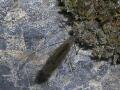 wa state bird  Image