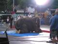 elephant  Image