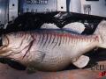 Pneumatic Fish Prop Image