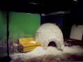 Coors Lite Igloo Image