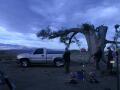 GM Tree Stretch Image