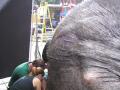 Vodafone-Tai the elephant Image