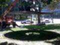 Tornado Park Leaves Image