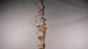 Coffee Upside Down Rig - Insert 2 Close Test- 420fps Image
