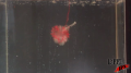 Frozen Raspberry Explosion - Under Water - Test Image
