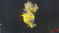 Vertical Yellow Glass - Under Water - Glitter and Silicone - Explosion - Test Image