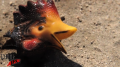 Reel Chicken Episode 1 Image