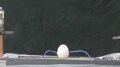 Capacitor Test - Egg 2 Image