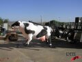 Magic Mountain Cow Launch Image