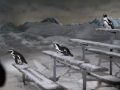 penguin  Image