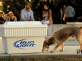 Bud Light - 'Rescue Dog' Image